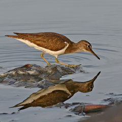 Actitis hypoleucos