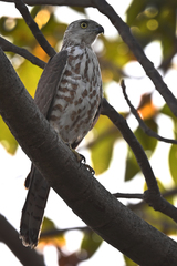 Accipiter badius