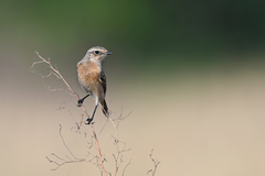 Saxicola maurus