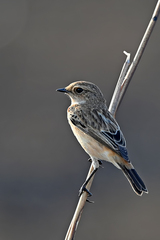 Saxicola maurus