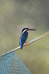 Alcedo atthis