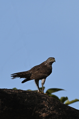 Accipiter badius