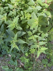 Urtica dioica