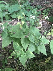 Ageratina altissima altissima