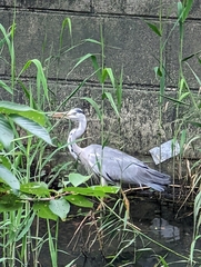 Ardea cinerea jouyi