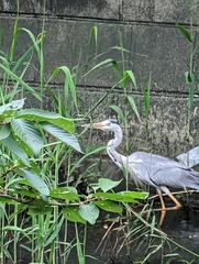 Ardea cinerea jouyi