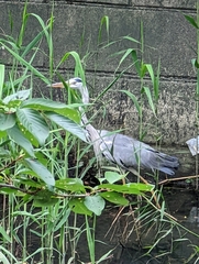 Ardea cinerea jouyi