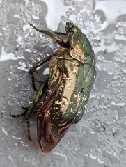Protaetia orientalis