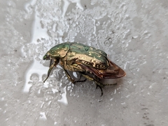 Protaetia orientalis