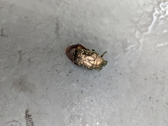 Protaetia orientalis