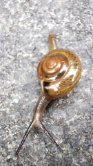 Macrochlamys nitidissima