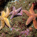 Forbes's Sea Star - Photo (c) alex_shure, some rights reserved (CC BY-NC), uploaded by alex_shure