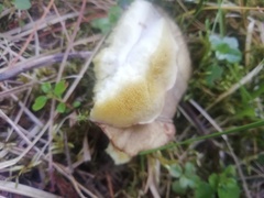 Suillus placidus