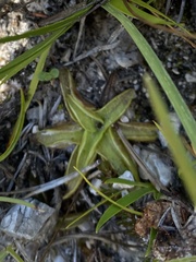 Pinguicula alpina