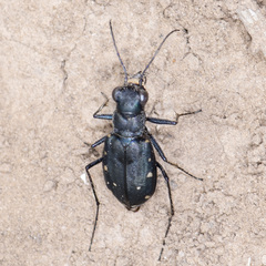 Cicindela nigrocoerulea