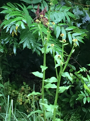 Verbesina helianthoides