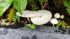 Leucoagaricus lacrymans