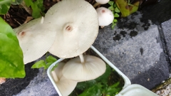Leucoagaricus lacrymans