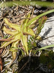 Pinguicula alpina