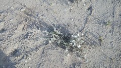 Convolvulus prostratus