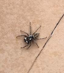 Menemerus semilimbatus