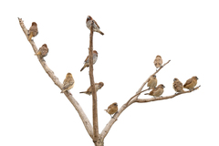 Lonchura punctulata
