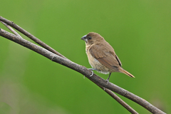 Lonchura punctulata