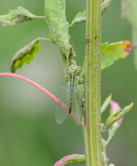 Chrysopa walkeri