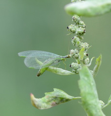Chrysopa walkeri