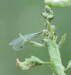 Chrysopa walkeri