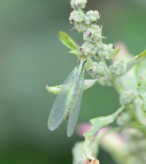 Chrysopa walkeri
