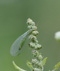 Chrysopa walkeri