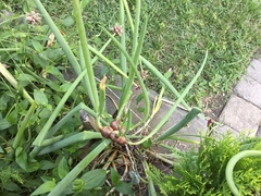 Allium proliferum