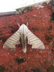 Marumba tigrina