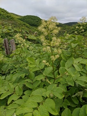 Aralia cordata