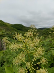Aralia cordata