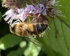 Eristalis pertinax