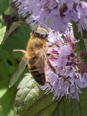 Eristalis pertinax