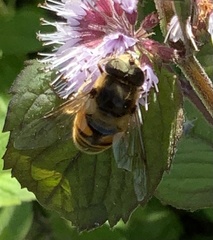 Eristalis pertinax
