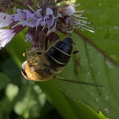 Eristalis pertinax