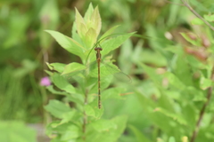 Lestes rectangularis