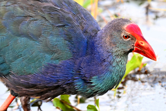 Porphyrio poliocephalus