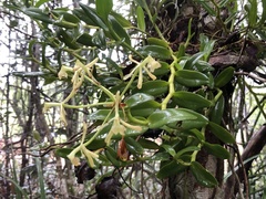 Epidendrum chlorocorymbos