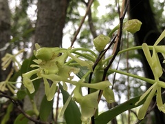 Epidendrum chlorocorymbos