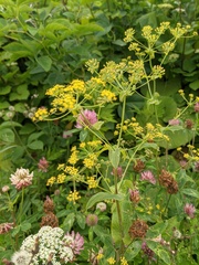Bupleurum longiradiatum