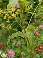 Bupleurum longiradiatum