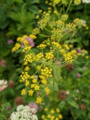 Bupleurum longiradiatum