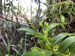 Epidendrum chlorocorymbos