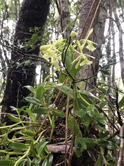 Epidendrum chlorocorymbos
