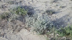 Convolvulus prostratus